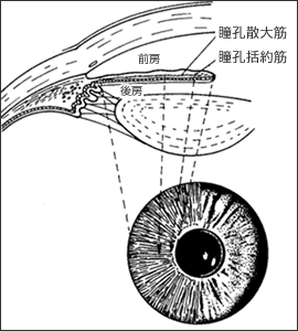 瞳孔・ひとみ