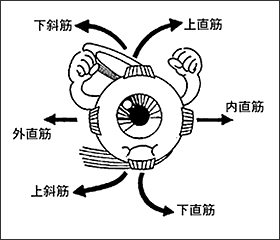 外眼筋のイラスト