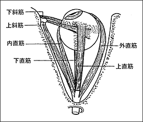 外眼筋の図解