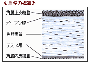 角膜の構造