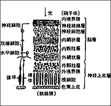 網膜組織