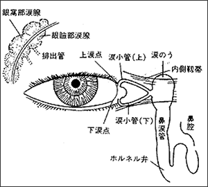 涙　涙液