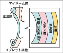 涙線　図解