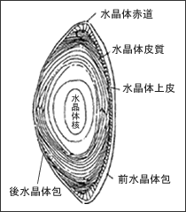 水晶体