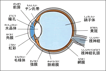 目の仕組み［図解］